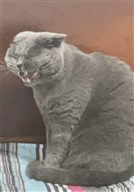 Xuyên thành động vật sau, bị ngậm lấy sau cổ! 